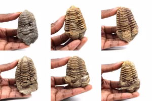 trilobites