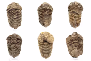 Ortoceras