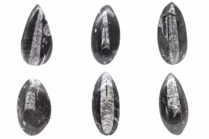Ortoceras