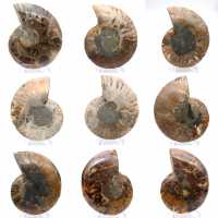 Ammonites pulidos: Geometría marina de Madagascar