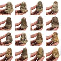 Trilobites de Marruecos