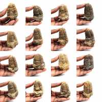 Trilobite fósil