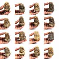 Trilobite fósil