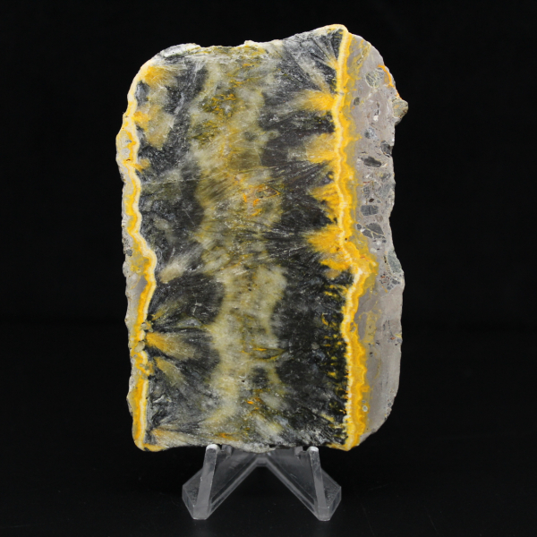 Pequeño ejemplar en rodajas de abejorro jaspeado