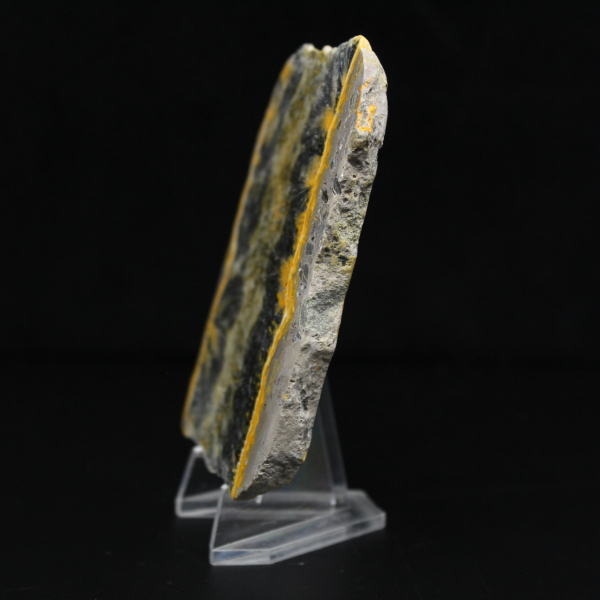 Pequeño ejemplar en rodajas de abejorro jaspeado