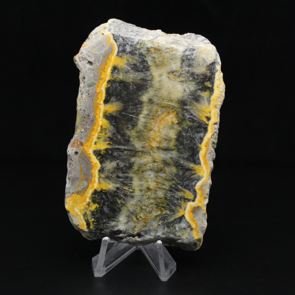 Pequeño ejemplar en rodajas de abejorro jaspeado