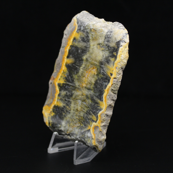 Pequeño ejemplar en rodajas de abejorro jaspeado