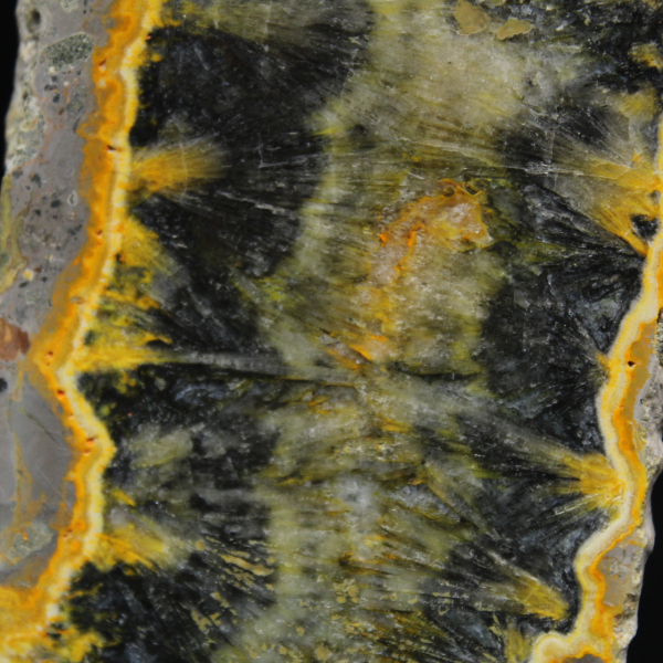 Pequeño ejemplar en rodajas de abejorro jaspeado