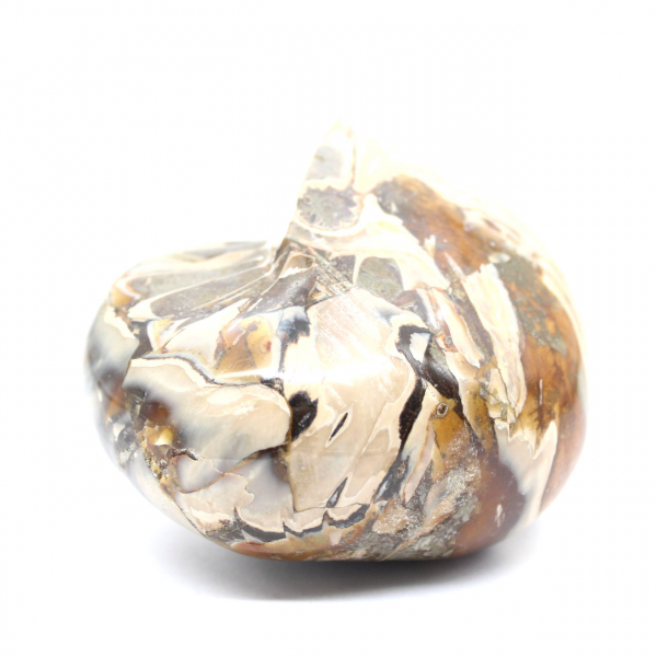 Fósil de amonita pulido de Madagascar - Decoración y ciencia geológica