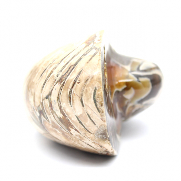 Fósil de amonita pulido de Madagascar - Decoración y ciencia geológica