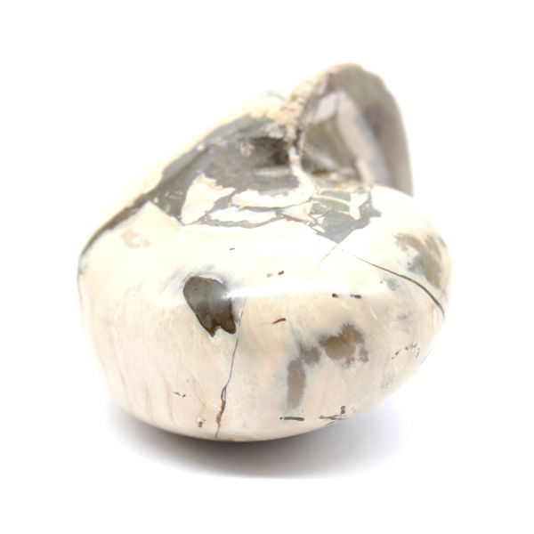 Ejemplar de amonita de Madagascar: fósil pulido para coleccionistas