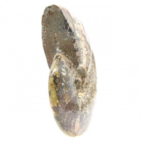 Amonita fósil pulida de Madagascar: ejemplar estrecho y esbelto