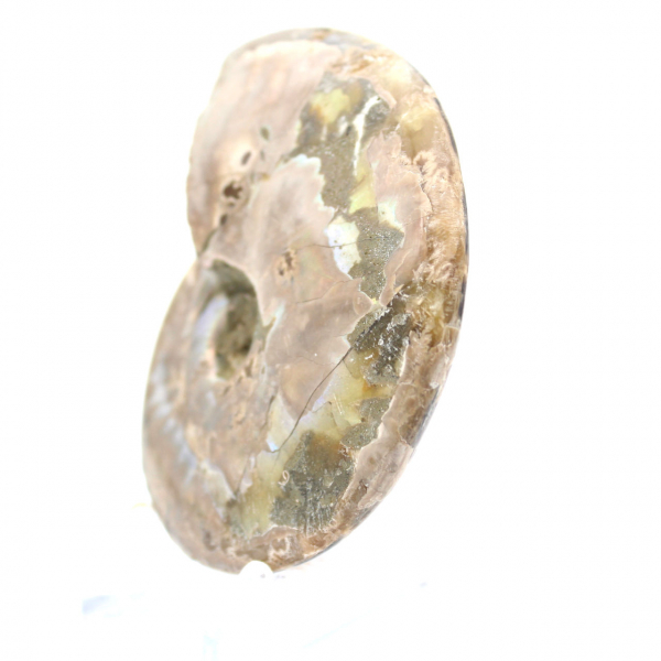 Fósil de amonita pulido: decoración y ciencia paleontológica