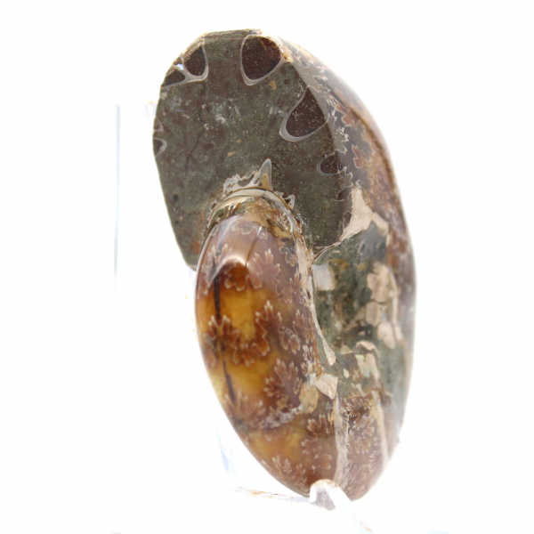 Pequeño fósil de amonita pulido de Madagascar - Autenticidad garantizada