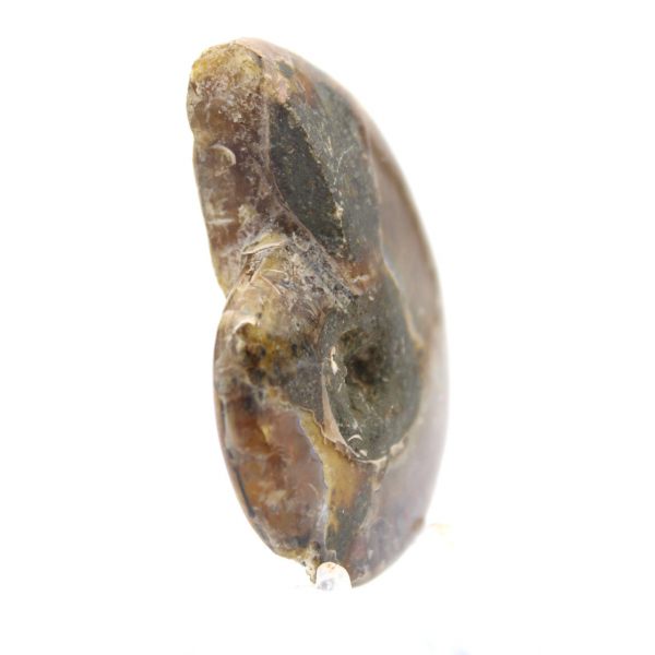 Amonita pulida más pequeña - Fósil de Madagascar (35 g)