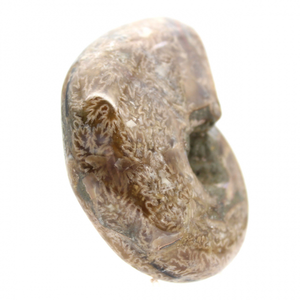 Amonita pulida para coleccionistas: tesoro fósil de Madagascar (100 g)