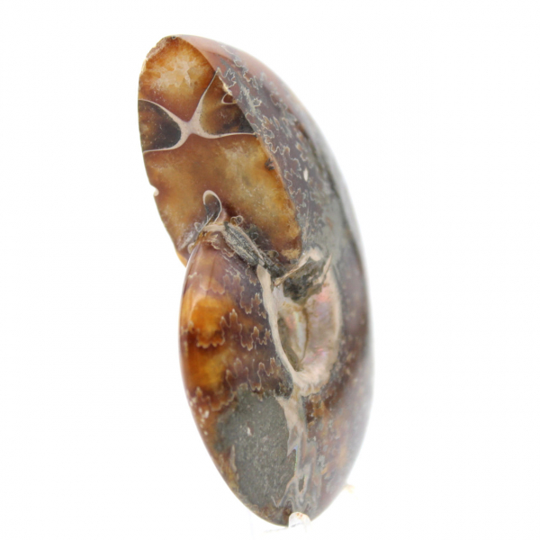 Fósil de amonita pulido - Objeto decorativo natural (70 g)