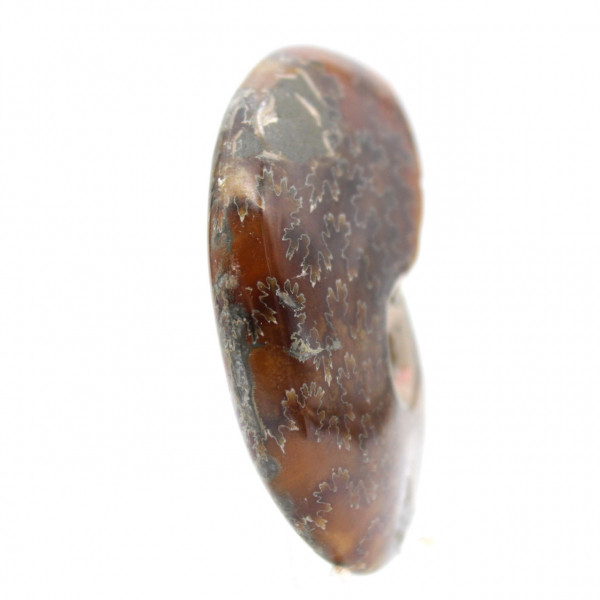 Fósil de amonita pulido - Objeto decorativo natural (70 g)