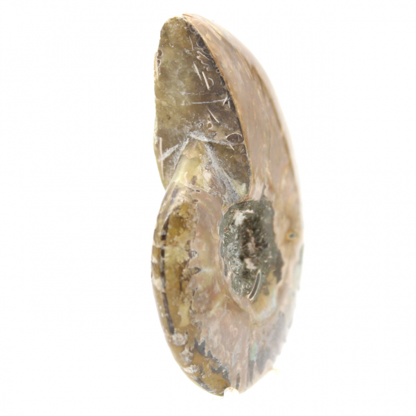 Fósil de amonita pulido y estrecho - Piedra histórica de Madagascar