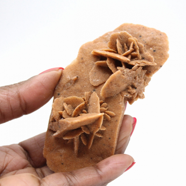 Rosa del desierto alargada de Marruecos: un espécimen geológico