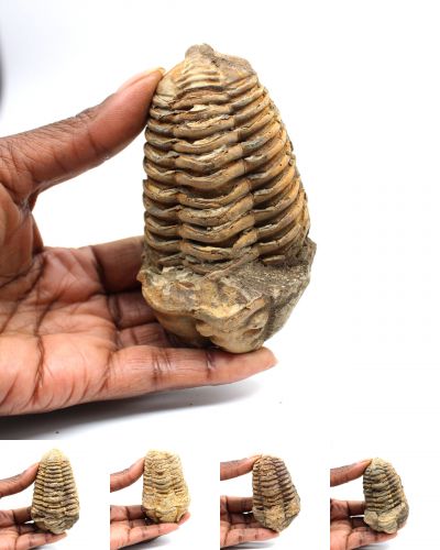 Trilobites Marruecos collection agosto 2025