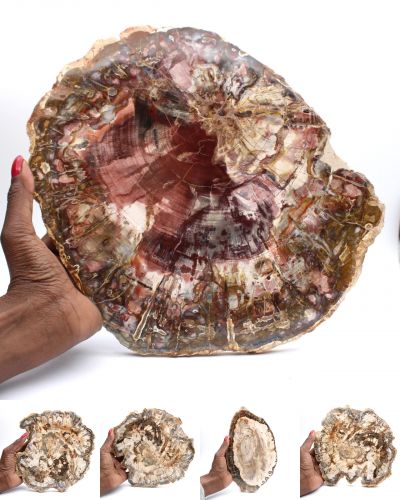 Madera fósil Madagascar collection octubre 2025 Madera fósil Madagascar collection octubre 2025