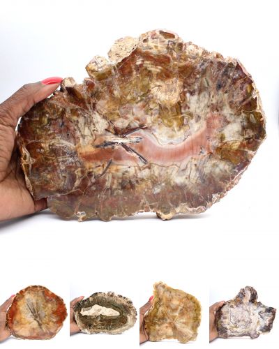 Madera fosilizada Madagascar collection enero 2026