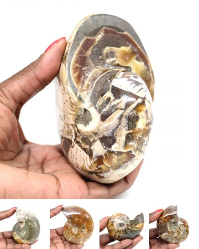 Amonita entera Madagascar collection diciembre 2025 Amonita entera Madagascar collection diciembre 2025