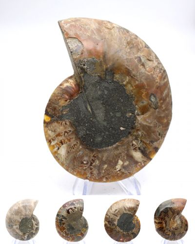 Amonitas Madagascar collection abril 2026