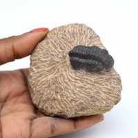 Fósil de trilobites en matriz