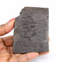 Helecho fosilizado