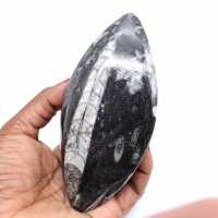 Orthoceras fosilizados