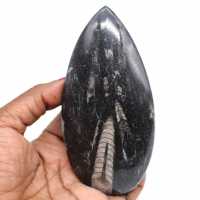 Ortoceras naturales