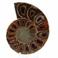 Amonita pulida