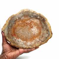 Madera natural petrificada