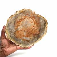 Madera petrificada pulida de madagascar