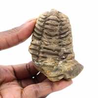 Trilobites fósiles de Marruecos
