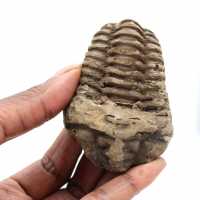 Fósil de trilobites