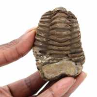 Trilobites fósil Marruecos