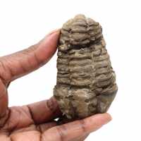 Fósil de trilobites de Marruecos