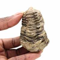 Fósil de trilobites Marruecos