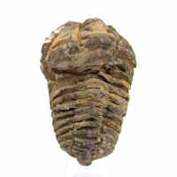 Trilobite fósil de Marruecos