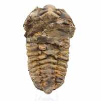 Trilobite de Marruecos