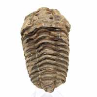 Trilobite fósil en bruto