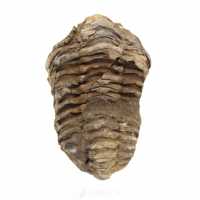 Fósil de trilobite de Marruecos