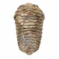 Trilobite fósil de Marruecos