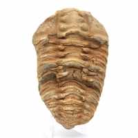 Trilobite fósil de Marruecos