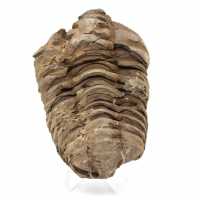 Trilobite fósil