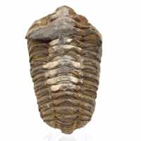 Trilobite de Marruecos