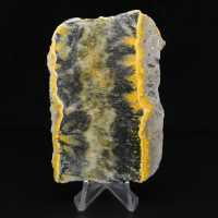 Pequeño ejemplar en rodajas de abejorro jaspeado